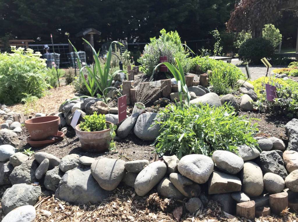 Photo by Susan Kalmar
Check out the herb spiral at the Clallam County Master Gardeners Woodcock Demonstration Garden at 2711 Woodcock Road.