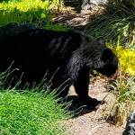 Photo courtesy the Rollins Family
This black bear was spotted near Sequim-Dungeness Way on June 18 in the Woodland Heights neighborhood. Neighbors there report they havent seen a bear in that area for at least 15 years.