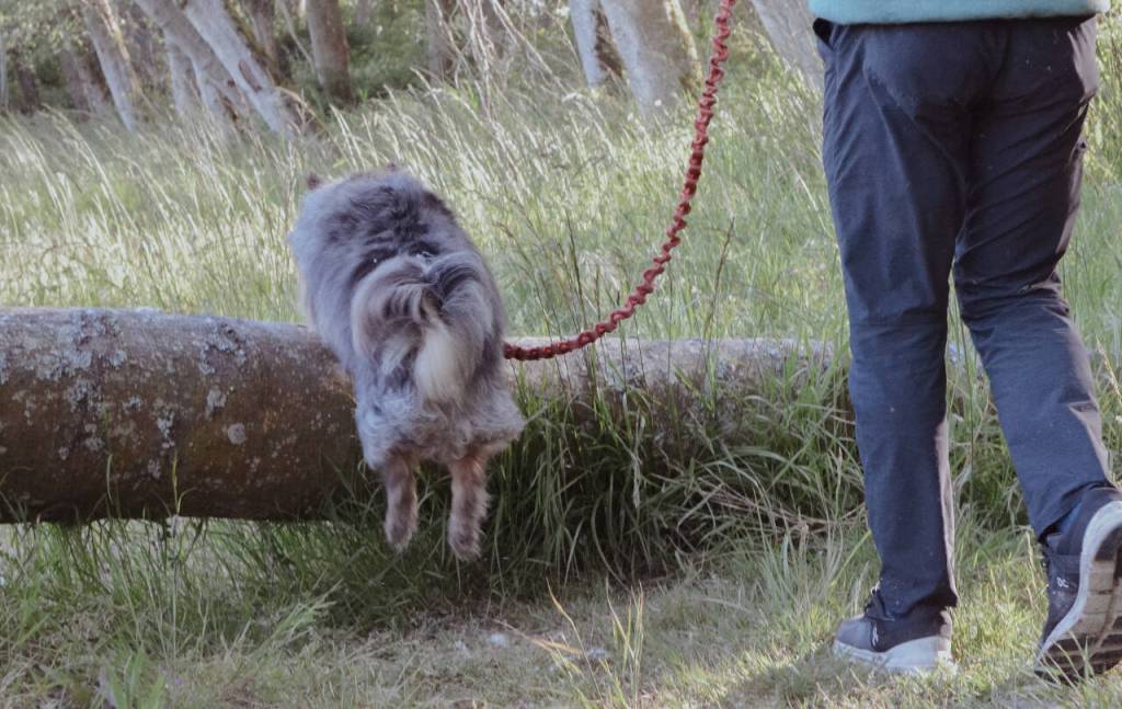 Sequim Gazette photo by Elijah Sussman / Calving Stokes and dog Nico on May 29.