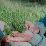 Sequim Gazette photo by Elijah Sussman / Calvin Stokes holds a pineapple weed near the Dungeness River.