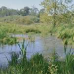 Sequim Gazette photo by Elijah Sussman / Riparian zone off the Dungeness River, photographed from a nearby dike on May 29.