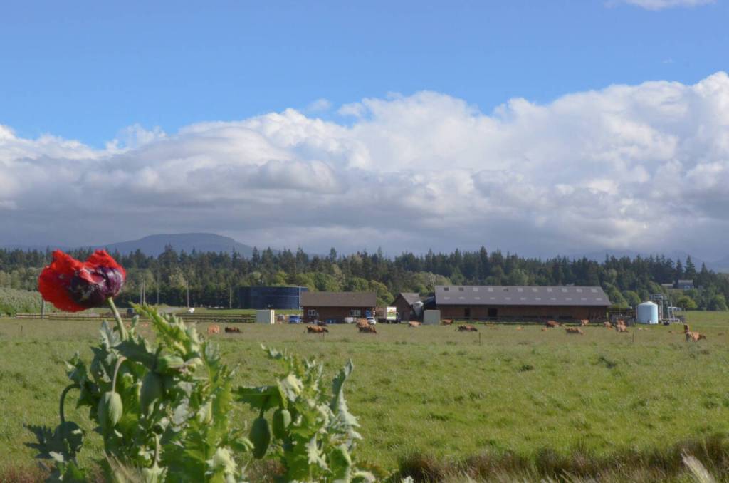 Sequim Gazette photo by Elijah Sussman / The Dungeness Creamery, viewed from the nearby from the dike trail.