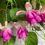 Photo by Jeanette Stehr-Green
Fuchsia plants are known for their elegant, two-toned flowers that add a unique splash of color to a hanging basket or your garden.
