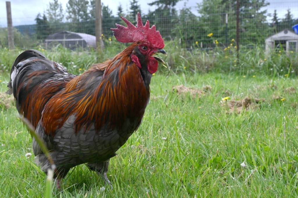 Sequim Gazette photo by Michael Dashiell / Phoenix, a rooster abandoned near Baker Dip near Morse Creek, strolls the ground at Lillys Safe Haven in Port Angeles. Nonprofit co-founder Shayna Robnett estimates Lillys has rescued more than 70 roosters since its inception about four years ago.