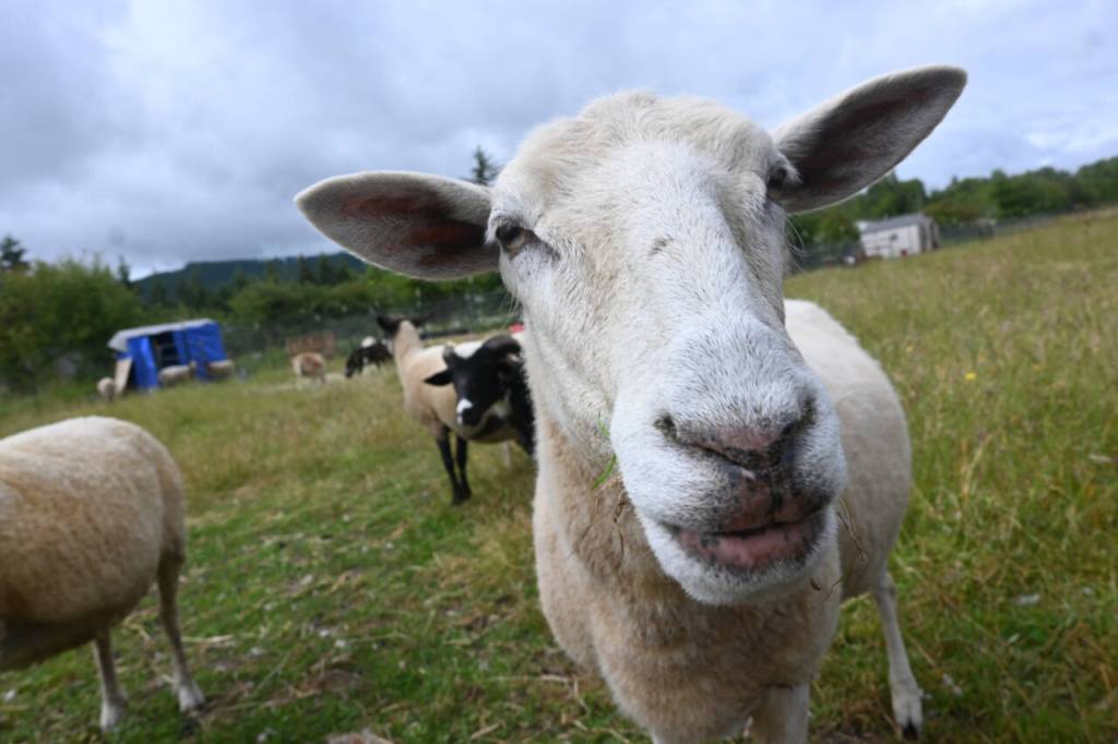 Sequim Gazette photo by Michael Dashiel
Lillys Safe Haven, home to a number of animals  predominantly sheep (such as Hope, pictured here) and roosters  is looking at moving to a piece of property just west of Carlsborg.