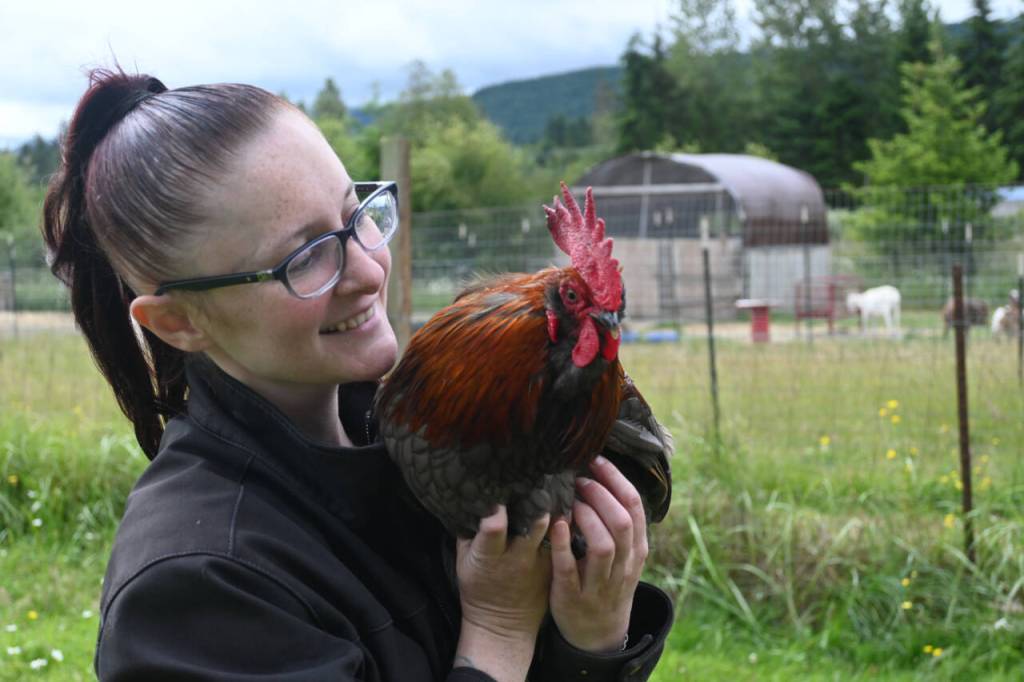 Sequim Gazette photo by Michael Dashiell / Shayna Robnett holds Phoenix, a rooster abandoned near Baker Dip near Morse Creek, at Lillys Safe Haven in Port Angeles. Robnett estimates the nonprofit has rescued more than 70 roosters since its inception about four years ago.
