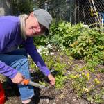 Photo courtesy of Sequim Garden Prairie Club
Sequim Garden Prairie Club president Ellen Castleman prepares for the Clallam County Fair Floral Competition. The club is hosting the Floral Barn at the fair  held Aug. 15-18 at the fairgrounds in Port Angeles  and is looking forward to helping local gardeners with their floral entries. Visit tinyurl.com/ClallamFair for entry rules and guidelines.
