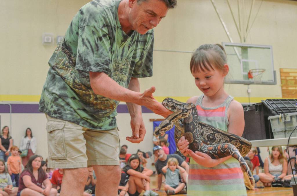 Sequim Gazette photos by Elijah Sussman
The Reptile Man Scott Peterson Peterson drapes a constrictor over Shiloh Hannam on June 25.