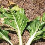 Photo by Bob Cain
Typical leaf miner damage is shown here on Swiss chard leaves, with yellowing and death of isolated portions of leaf tissue visible.