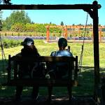 Sequim Gazette photo by Matthew Nash
An upcoming Clallam County Comprehensive Plan update could add broader provisions for farms to allow more activities under its agricultural accessory use code.