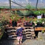 While youll find an array of beautiful fuchsias, roses and other decorative delights at New Dungeness Nursery, youll also find an array of native species. New Dungeness Nursery photo