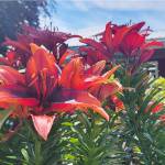 Lilies at New Dungeness Nursery in Sequim.