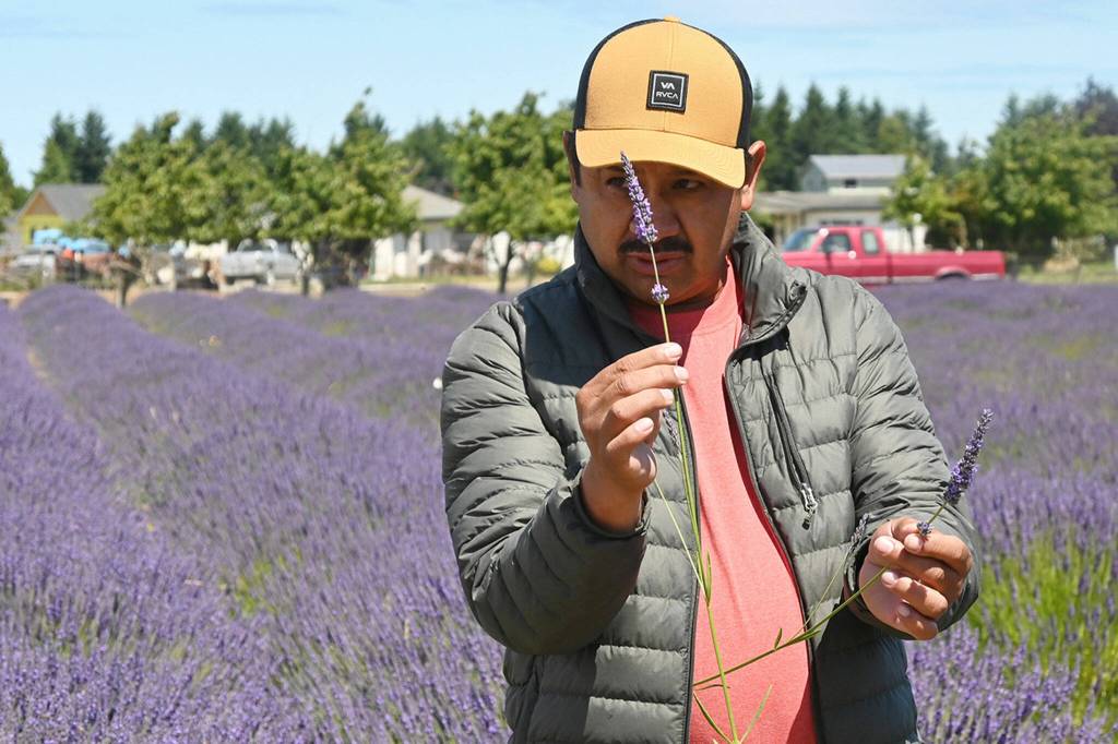 Sequim Gazette photo by Michael Dashiell/ Victor Gonzalez of Victors Lavender Farm gives a demonstration last year at his farm. His farm hosts two free barn dances at 7 p.m. Friday-Saturday, July 19-20 along with free admission throughout the day.