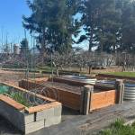 Photo by Anna Plager / Find out how raised beds like these examples at Woodcock Demonstration Garden in Sequim can make gardening easier for people who have mobility issues. Join Clallam County Master Gardener Cathy Wagner for the Green Thumb Education Series presentation Tips & Tricks for Accessible Gardens, from noon-1 p.m. on Thursday, July 25, at St. Andrews Episcopal Church, 510 E. Park Ave., Port Angeles.