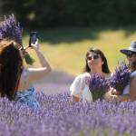 Sequim Gazette photo by Michael Dashiell / Sam, Gabby and Debbie pose for photos in the lavender fields at Graysmarsh Farm on July 19.