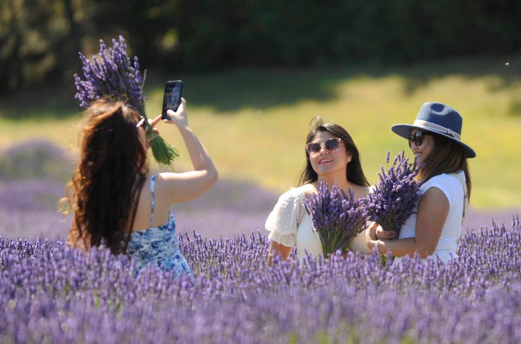 Sequim Gazette photo by Michael Dashiell / Sam, Gabby and Debbie pose for photos in the lavender fields at Graysmarsh Farm on July 19.