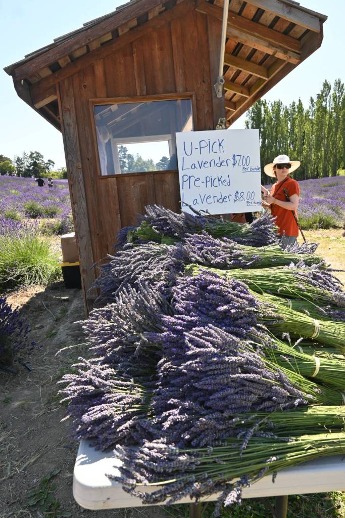 Sequim Gazette photo by Michael Dashiell / Graysmarsh Farm was a popular venue this past weekend, both for U-cut lavender and berry-picking.