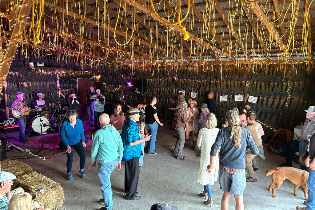 Sequim Gazette photo by Matthew Nash/ Victors Lavender Farm hosts The Backwood Hucksters and several dancers on July 19 for the first of two barn dances during Sequim Lavender Weekend.