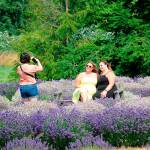 Sequim Gazette photo by Matthew Nash/ Ariel Pierson of Seattle snaps a photo of Michelle Boaz of Bremerton, and Jessica James of Chicago, Ill., at Rain Shadow Lavender Farm on July 21. The friends said they had visited four lavender farms so far that day.