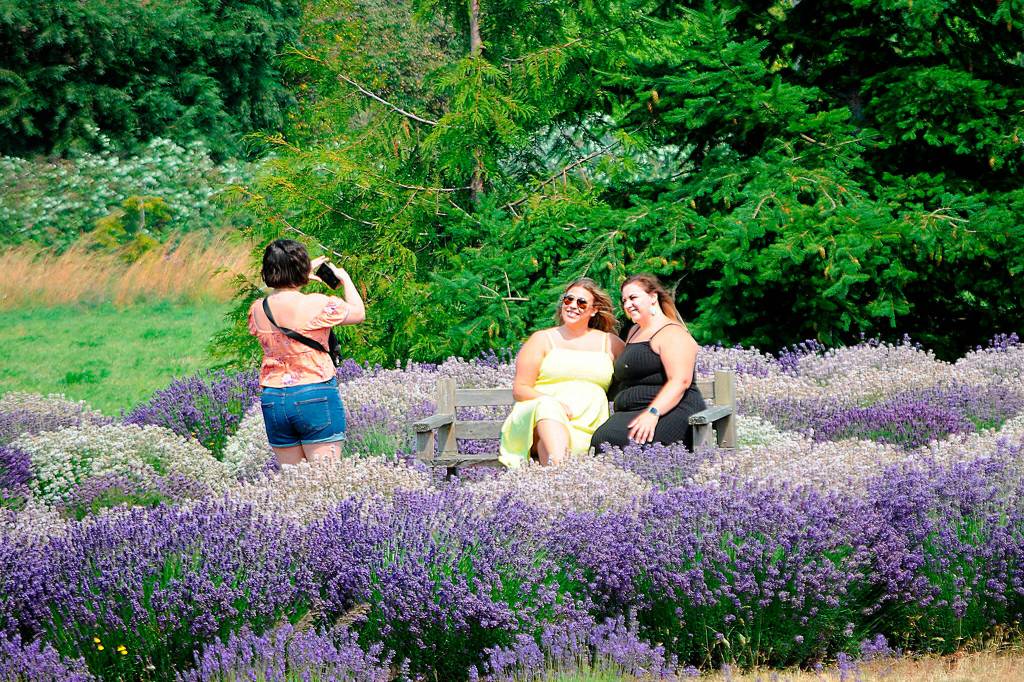 Sequim Gazette photo by Matthew Nash/ Ariel Pierson of Seattle snaps a photo of Michelle Boaz of Bremerton, and Jessica James of Chicago, Ill., at Rain Shadow Lavender Farm on July 21. The friends said they had visited four lavender farms so far that day.