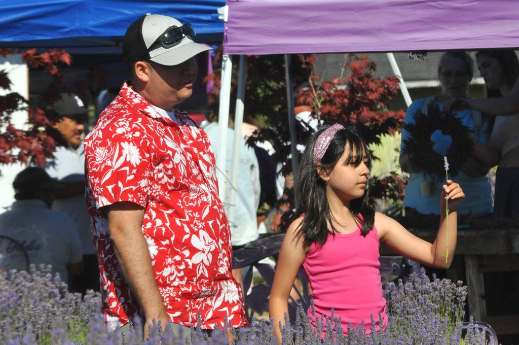 Delene Serna, 9, of Bremerton, inspects a lavender stem before bunching it with her lavender bundle shes making with her dad Osvaldo at Melis Lavender Farm.