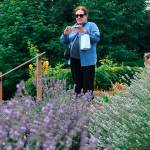 Sequim Gazette photo by Matthew Nash
Rosemary LeVasseur of Seattle snaps some photos of the lavender in the Sequim Botanical Garden. She said it was her first time visiting during the Sequim Lavender Festival and she stopped by after scuba diving earlier in the weekend in Neah Bay. Im pretty impressed, she said of the lavender.