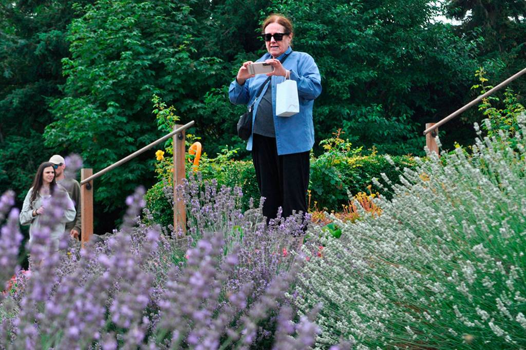 Sequim Gazette photo by Matthew Nash
Rosemary LeVasseur of Seattle snaps some photos of the lavender in the Sequim Botanical Garden. She said it was her first time visiting during the Sequim Lavender Festival and she stopped by after scuba diving earlier in the weekend in Neah Bay. Im pretty impressed, she said of the lavender.