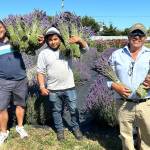 Sequim Gazette photo by Matthew Nash
Juan Gonzalez, Gabino Galante and Narciso Marcial hold lavender bundles at Rancho La Morada Lavender & Flower Farm that were cut to take to the Sequim Lavender Festival in the Park.