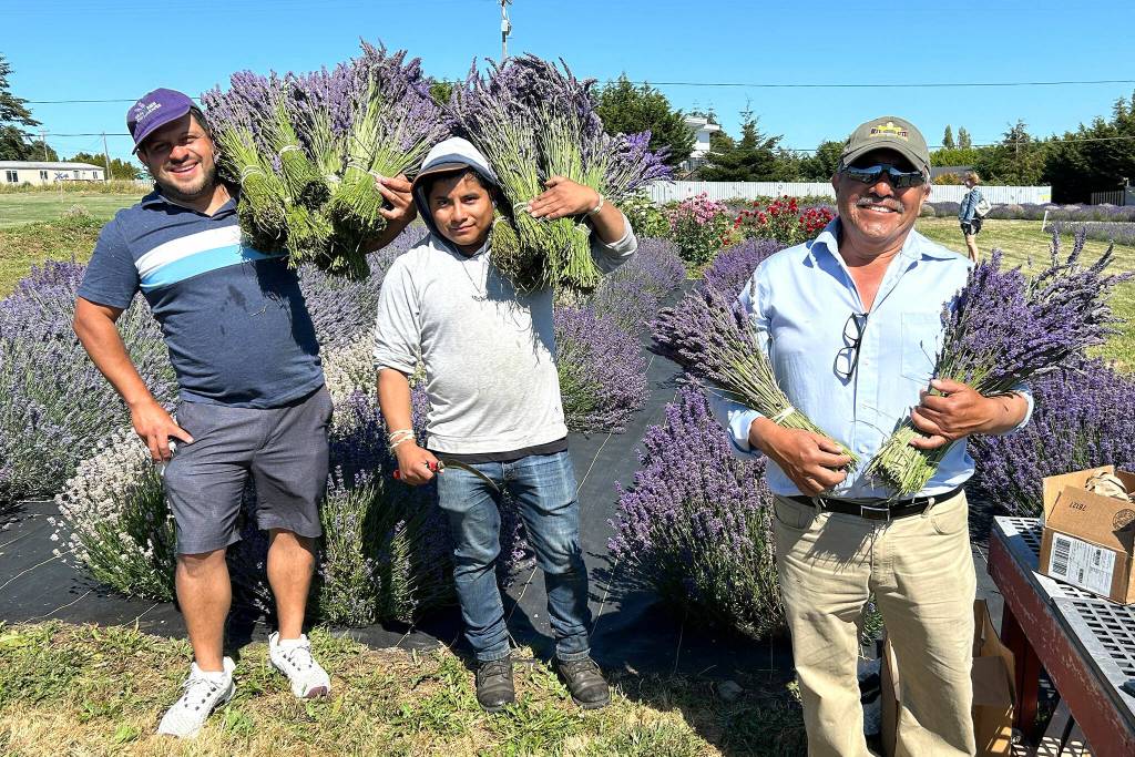 Sequim Gazette photo by Matthew Nash
Juan Gonzalez, Gabino Galante and Narciso Marcial hold lavender bundles at Rancho La Morada Lavender & Flower Farm that were cut to take to the Sequim Lavender Festival in the Park.