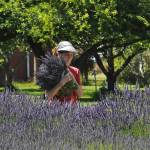 Sequim Gazette photo by Matthew Nash/ Dori Nelmark of Arlington carries a lavender bundle at Kitty Bs Lavender Farm on July 20 that will be dried in a nearby barn.
