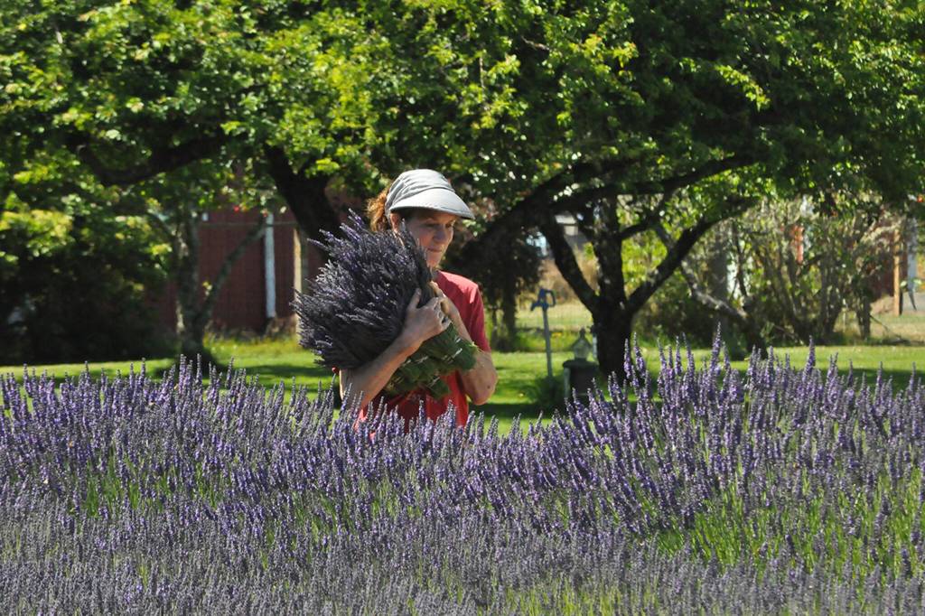 Sequim Gazette photo by Matthew Nash/ Dori Nelmark of Arlington carries a lavender bundle at Kitty Bs Lavender Farm on July 20 that will be dried in a nearby barn.