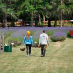 Sequim Gazette photo by Matthew Nash/ A couple walks in the field at Nelsons Duckpond & Lavender Farm on July 21 to make a U-cut lavender bundle.