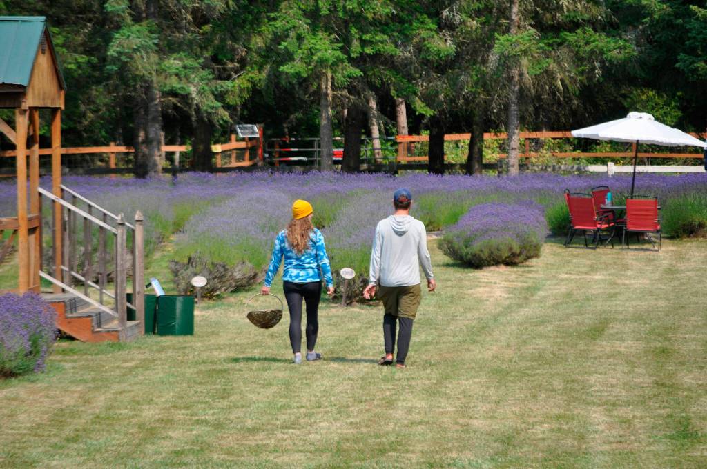 Sequim Gazette photo by Matthew Nash/ A couple walks in the field at Nelsons Duckpond & Lavender Farm on July 21 to make a U-cut lavender bundle.