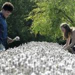Sequim Gazette photo by Matthew Nash
David Chan of Des Moines and Kaley Hedrick of Snoqualmie make lavender bundles at Lavender Connection. The couple returned to the farm for the second year because they enjoyed it so much, they said.
