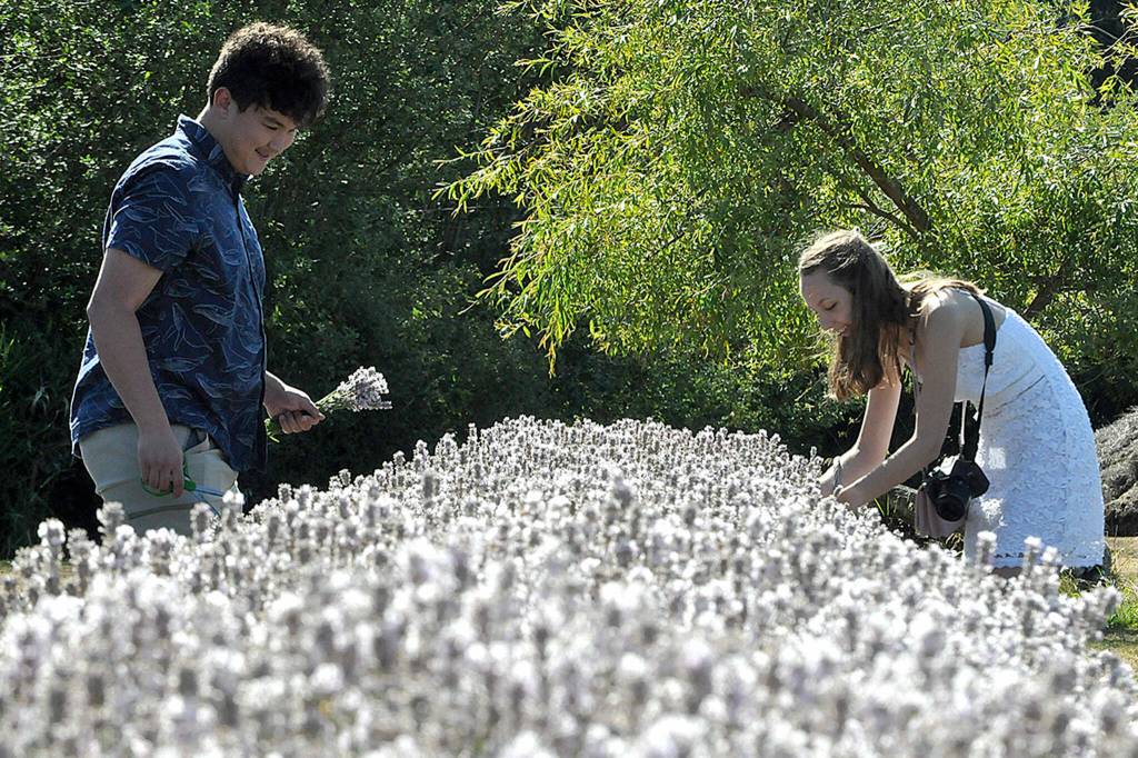 Sequim Gazette photo by Matthew Nash
David Chan of Des Moines and Kaley Hedrick of Snoqualmie make lavender bundles at Lavender Connection. The couple returned to the farm for the second year because they enjoyed it so much, they said.