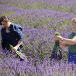 Sequim Gazette photo by Michael Dashiell / Katharine Wheatley of Georgetown, Texas, and Elisa Warren of Newcastle, Washington, enjoy some U-pick lavender gathering at Graysmarsh Farm on July 19.