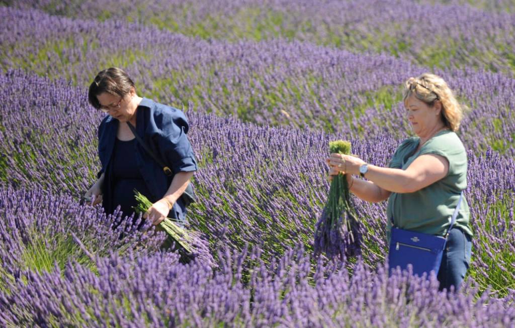 Sequim Gazette photo by Michael Dashiell / Katharine Wheatley of Georgetown, Texas, and Elisa Warren of Newcastle, Washington, enjoy some U-pick lavender gathering at Graysmarsh Farm on July 19.