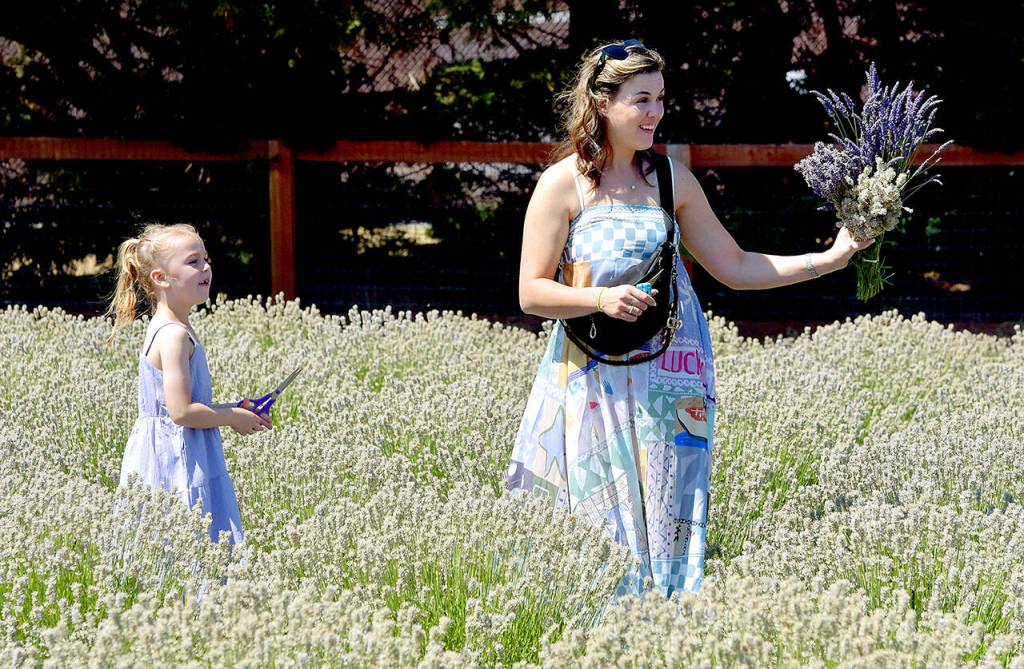 Photo by Keith Thorpe/Olympic Peninsula News Group / Crystal Heap of Lynden admires a lavender bouquet as her daughter, Lillian, 6, looks on at Old Barn Lavender Company near Sequim on July 20, part of Sequim Lavender Weekend.