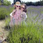 Photo by Keith Thorpe/Olympic Peninsula News Group / Marissa Rose of Port Orchard and her daughter, Emberly Rose, 4, cut fresh lavender stalks at Fleurish Lavender of Lost Mountain near Carlsborg on July 20 during Sequim Lavender Weekend.
