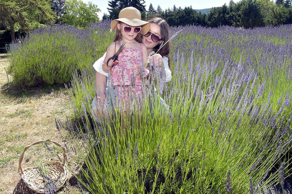 Photo by Keith Thorpe/Olympic Peninsula News Group / Marissa Rose of Port Orchard and her daughter, Emberly Rose, 4, cut fresh lavender stalks at Fleurish Lavender of Lost Mountain near Carlsborg on July 20 during Sequim Lavender Weekend.