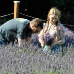 Sequim Gazette photo by Matthew Nash
Hayden Samuels and Alex Barden of Port Angeles cut a lavender bundle together at Fat Cat Garden & Gifts on July 21. They had the day off and went to a handful of farms to cut lavender. Its a magical moment, Samuels said.