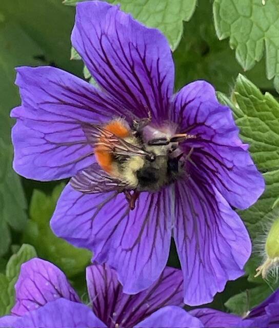 Photo courtesy of Clallam County Master Gardeners
Dont forget the benefits of a garden attractive to pollinators, whose activities are crucial to crop production.