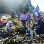 Photo courtesy of North Olympic Library System / Educators from Feiro Marine Life Center will offer a guided exploration of tidepools in Clallam Bay on July 23.
