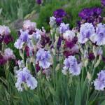 Photo by Leslie A. Wright / Get tips on taking care of iris plants from the The Sequim Botanical Garden Society volunteers on July 27 at the societys garden at Carrie Blake Community Park. Pictured is a purple and lavender iris