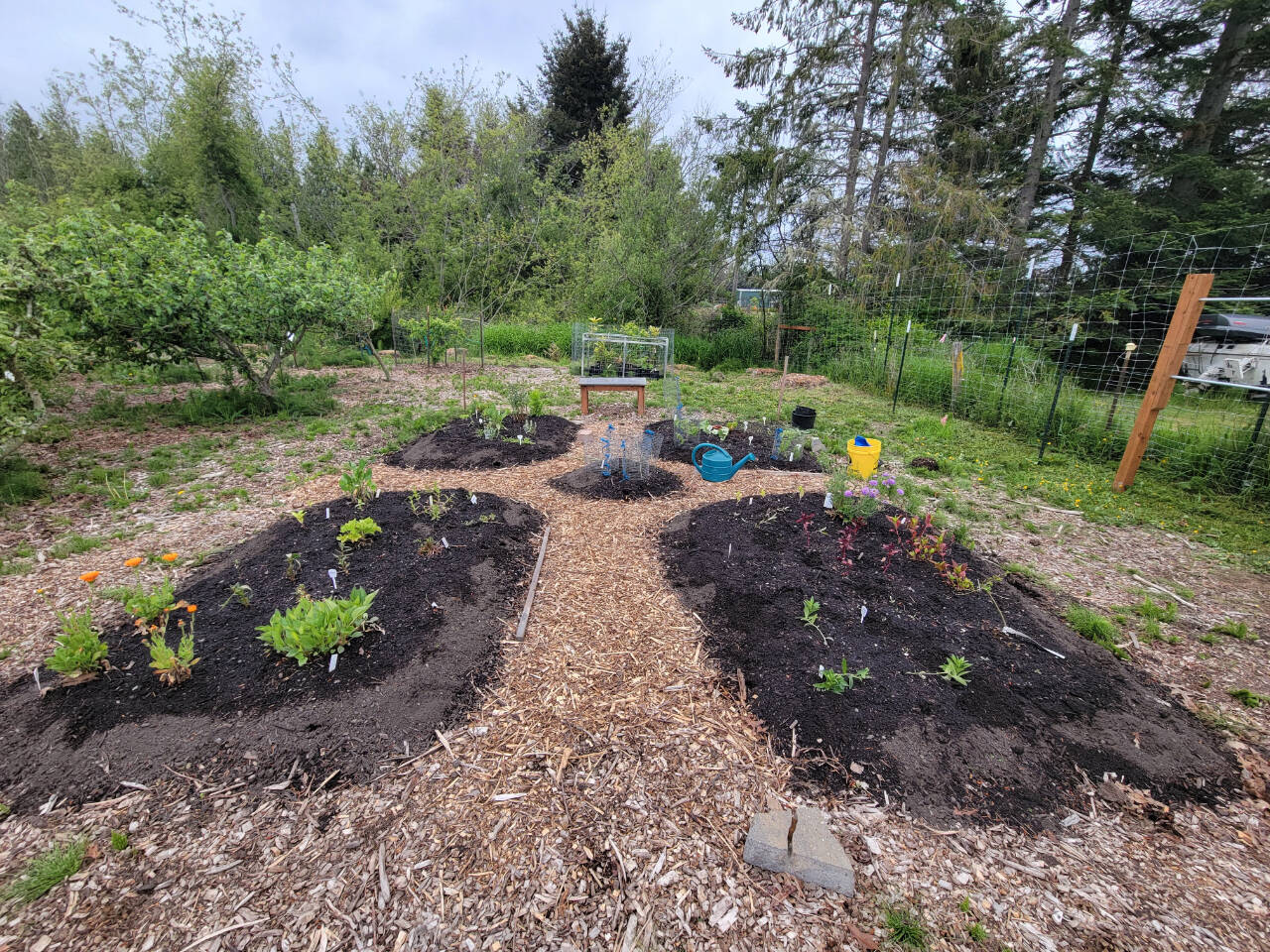 Photo by Roxann Harr
Indigo, calendula, rose petals and, even vegetables like beets, carrots and onion skins can be used to dye fabric. Find out how to grow plants to color your world the natural way from Marylou Ozbolt-Storer, Roxann Harr and Darlene Sabo as they offer Creating a Garden of Natural Dyes, a Green Thumb Education Series presentation, from noon-1 p.m. on Aug. 8 at St. Andrews Episcopal Church in Port Angeles. Pictured is Woodcock Demonstration Gardens dye garden.