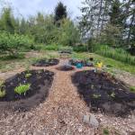 Photo by Roxann Harr
Indigo, calendula, rose petals and, even vegetables like beets, carrots and onion skins can be used to dye fabric. Find out how to grow plants to color your world the natural way from Marylou Ozbolt-Storer, Roxann Harr and Darlene Sabo as they offer Creating a Garden of Natural Dyes, a Green Thumb Education Series presentation, from noon-1 p.m. on Aug. 8 at St. Andrews Episcopal Church in Port Angeles. Pictured is Woodcock Demonstration Gardens dye garden.