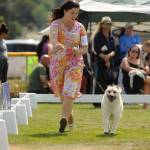 Sequim Gazette photo by Michael Dashiell / Amie McLaughlin and Buzz, a Norweigan Buhund, present to the judge at the Hurricane Ridge Kennel Clubs All-Breed Show at Carrie Blake Community Park on July 27.