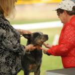 Sequim Gazette photo by Michael Dashiell / At left, Dinah Beggenstos of The Dalles, Oregon, presents Thor, an Australian Cattle Dog, to judge Cindy Meyer at the Hurricane Ridge Kennel Clubs All-Breed Show at Carrie Blake Community Park on July 27.
