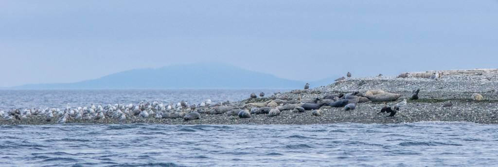 Hundreds of harbor seals use Protection Island, primarily the spits, to raise their young. According to Lorenz Sollmann, deputy project leader, Washington Maritime National Wildlife Refuge Complex, it is "one of the only places in Washington state where northern elephant seals raise their pups.