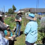 Photo courtesy of Clallam County Master Gardeners
Laurel Moulton explains to attendees of a Second Saturday Garden Walk that the only true organic option of controlling bind weed is to physically pull it. Join Moulton and fellow Clallam County Master Gardeners Jan Bartron, Bob Cain and Audreen Williams on Aug. 10 for a Garden Walk that covers recognizing and dealing with allium ailments, and also harvesting and storing alliums.